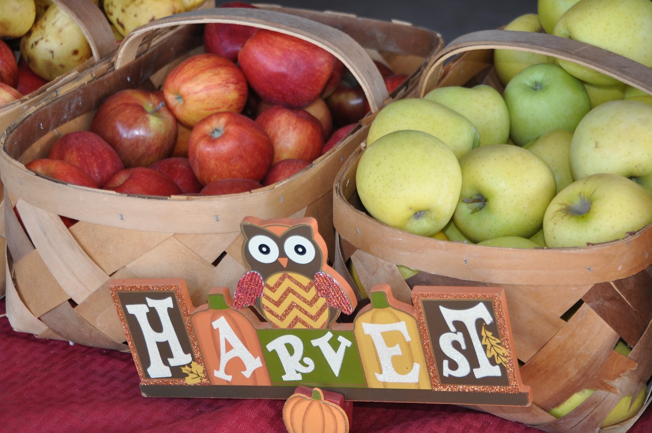 apples harvest au free photo