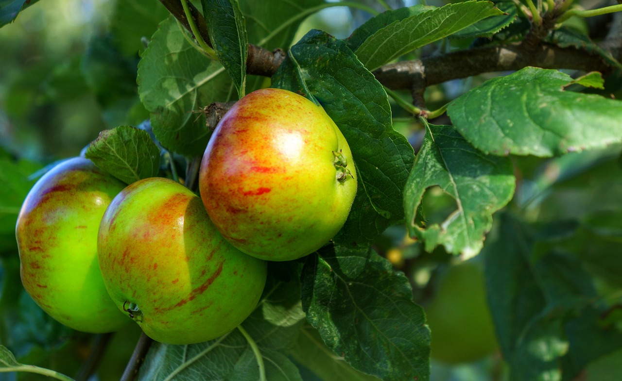 apples english fruit free photo