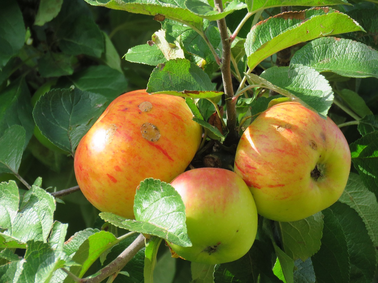 apples tree ripe free photo