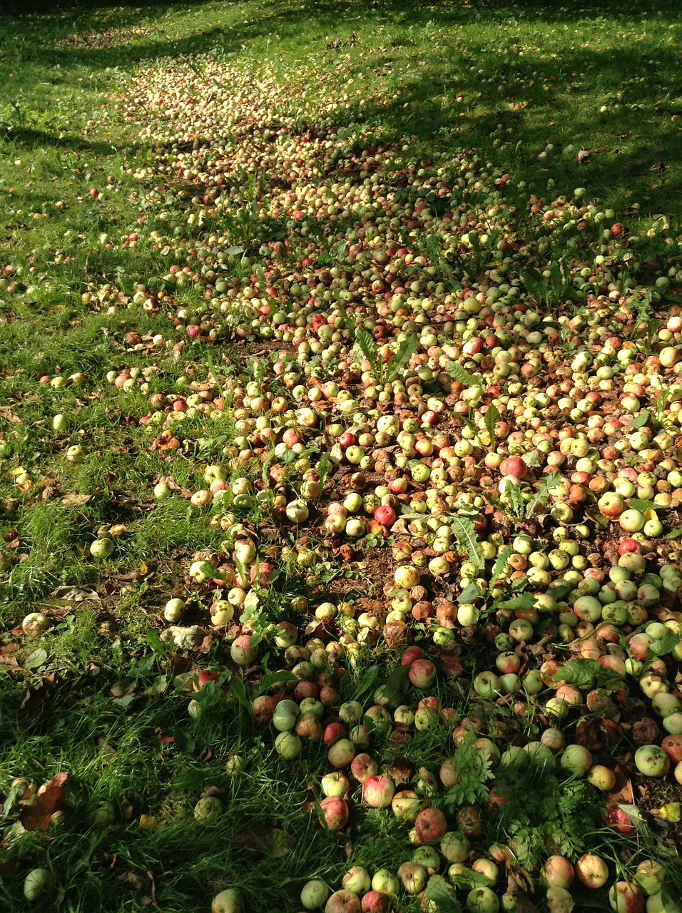 apples garden fruit free photo