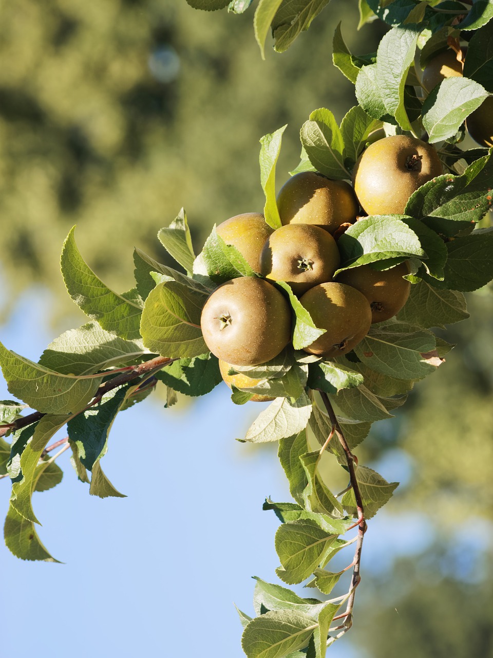 apples  fruit  apple free photo