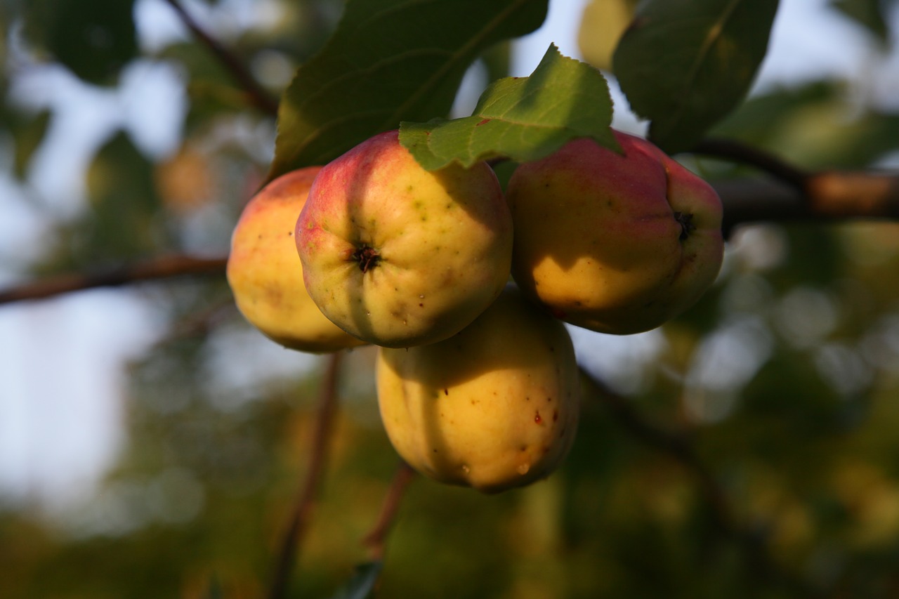 apples  sun  garden free photo