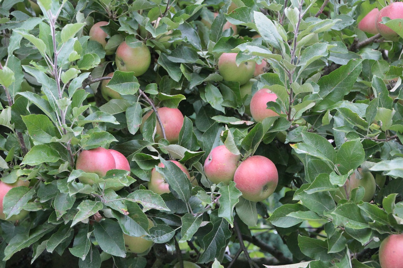 apples  apple  fruit free photo