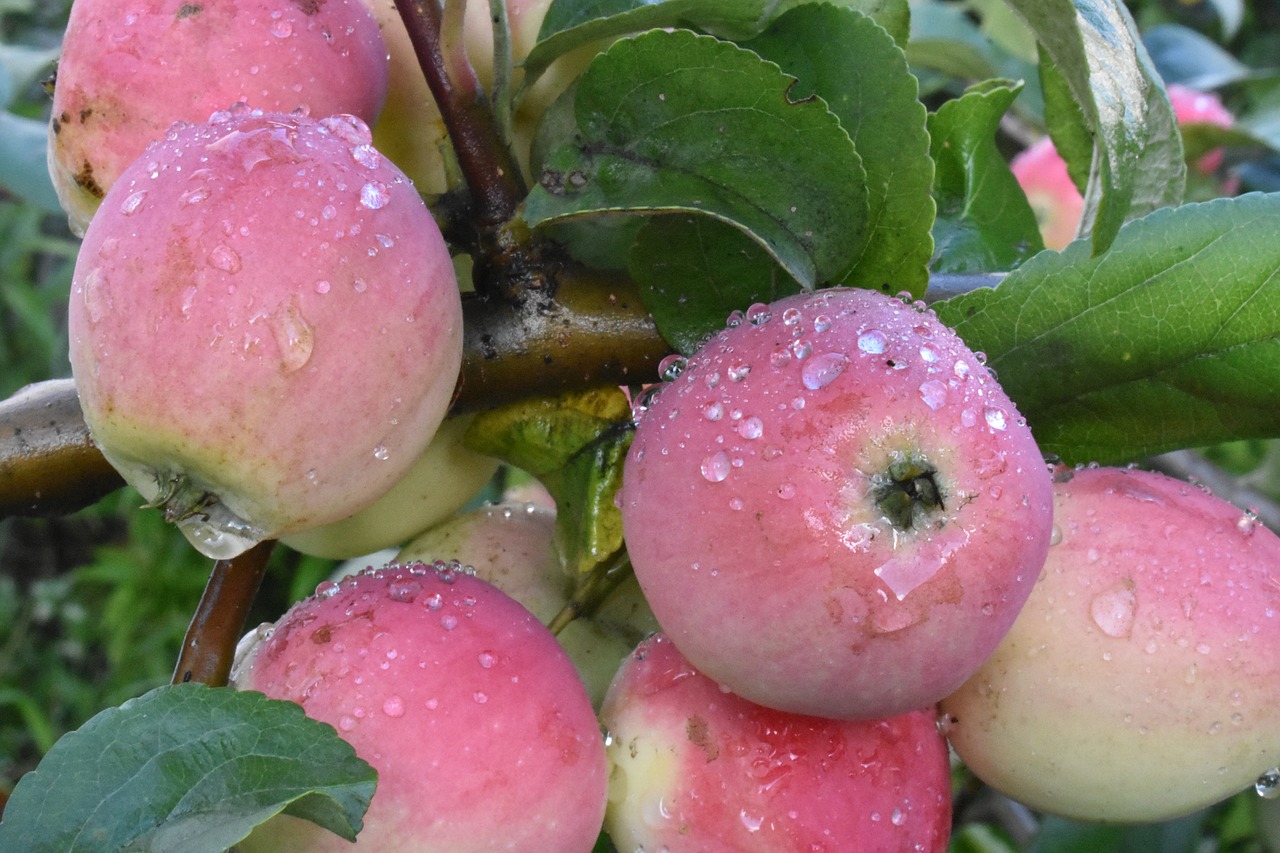 apples  ripe  drops free photo