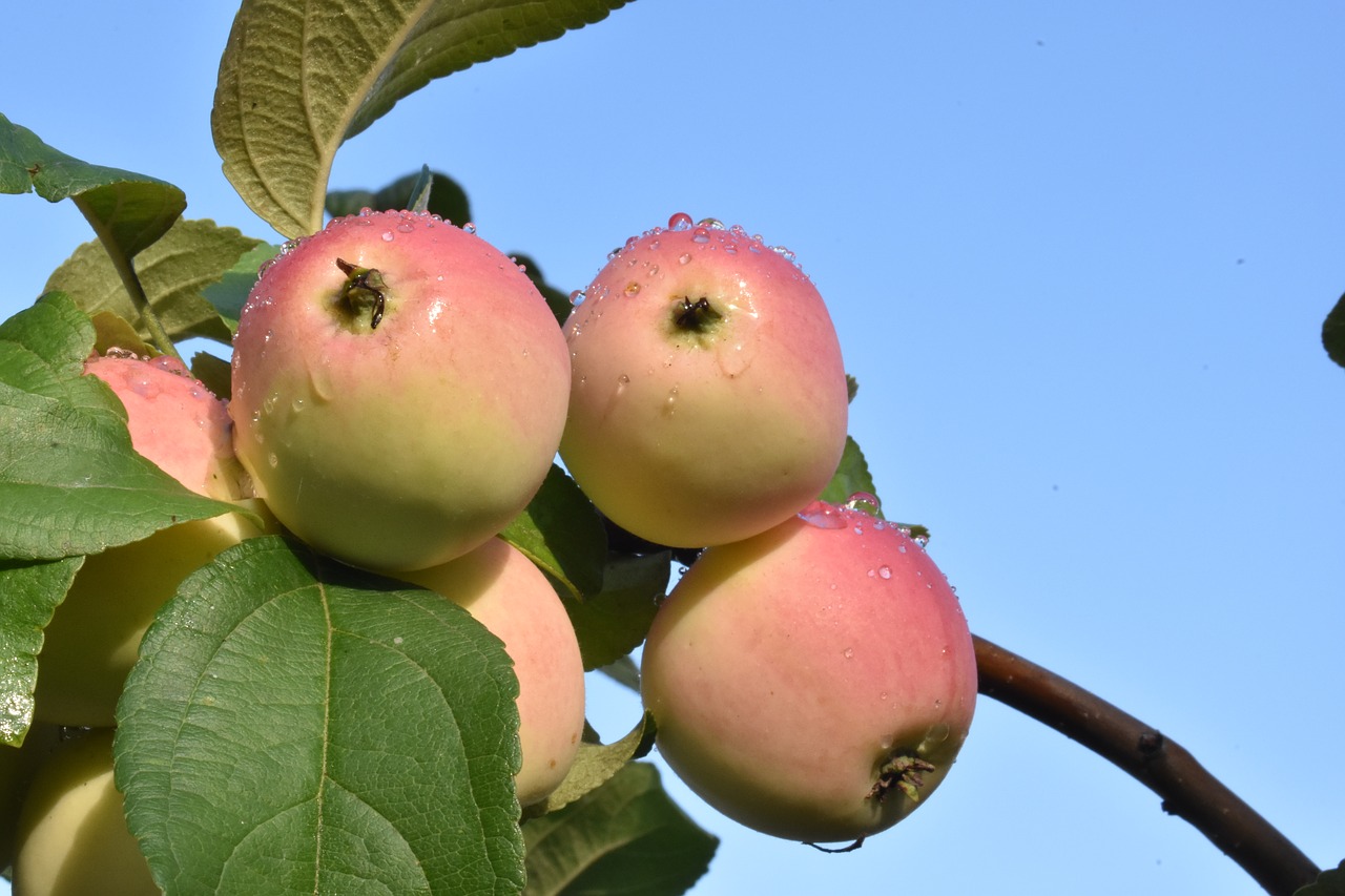 apples  ripe  siberia free photo