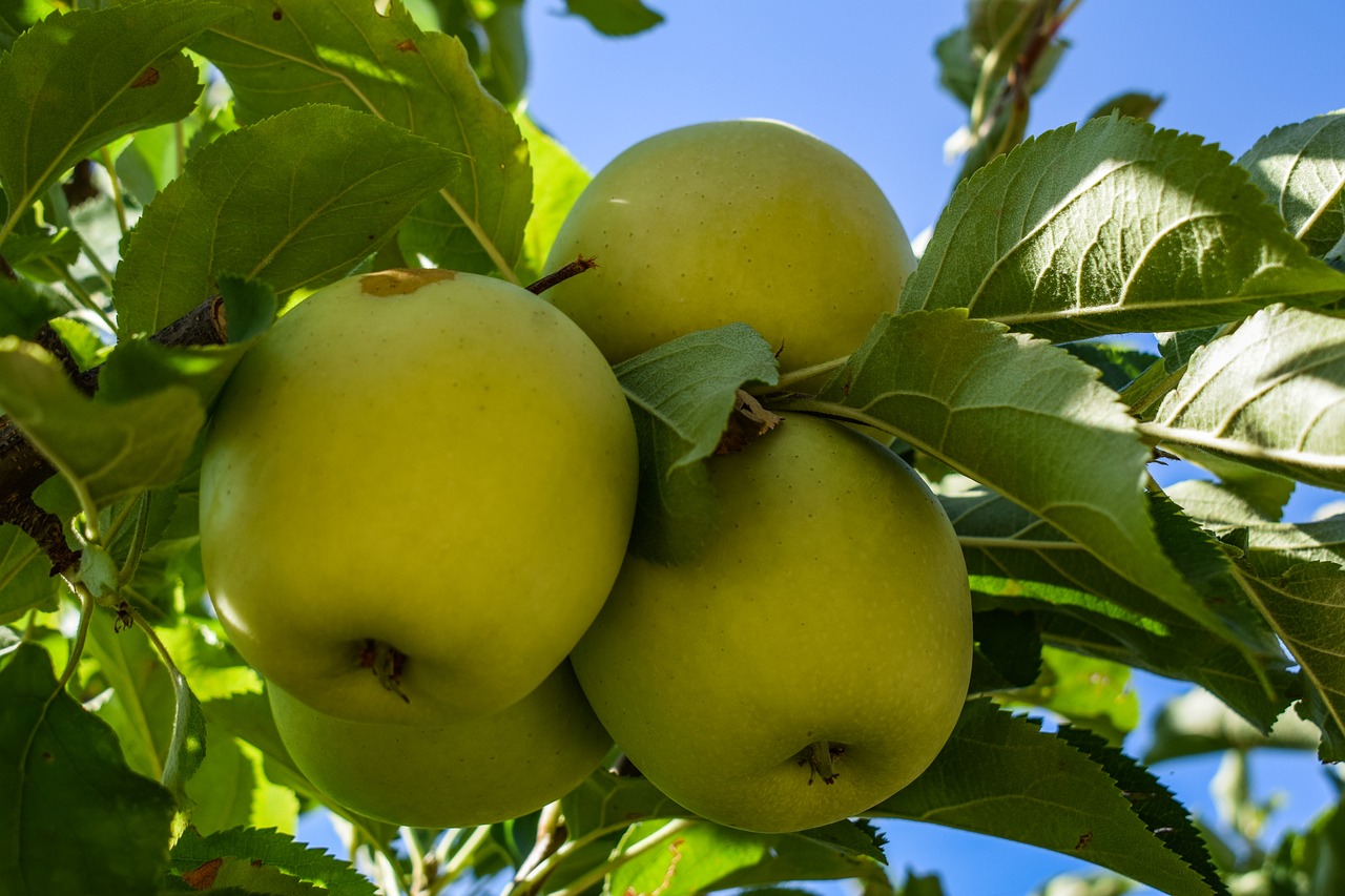 apples  green apples  fruit free photo