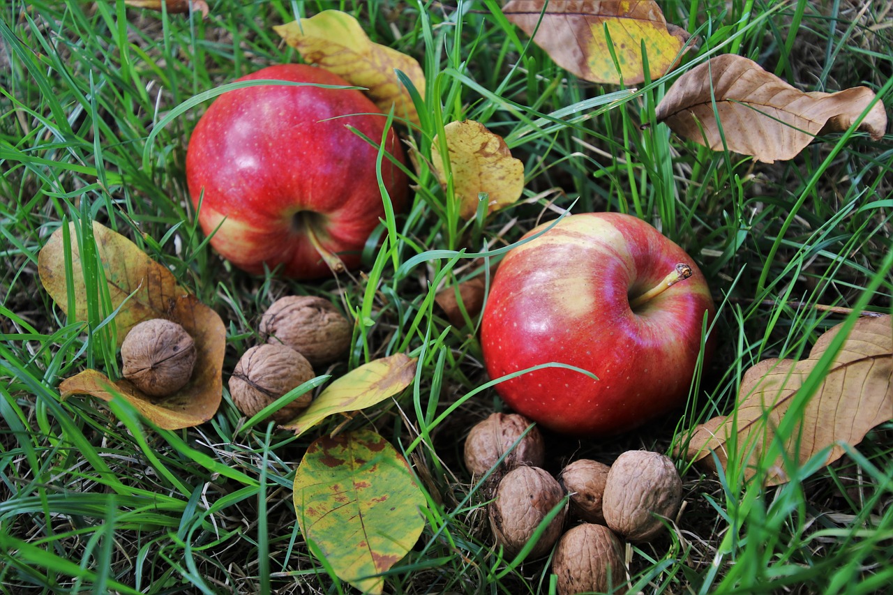 apples  fruit  red free photo