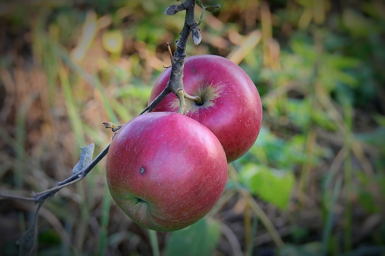 apples  apple  fruit free photo