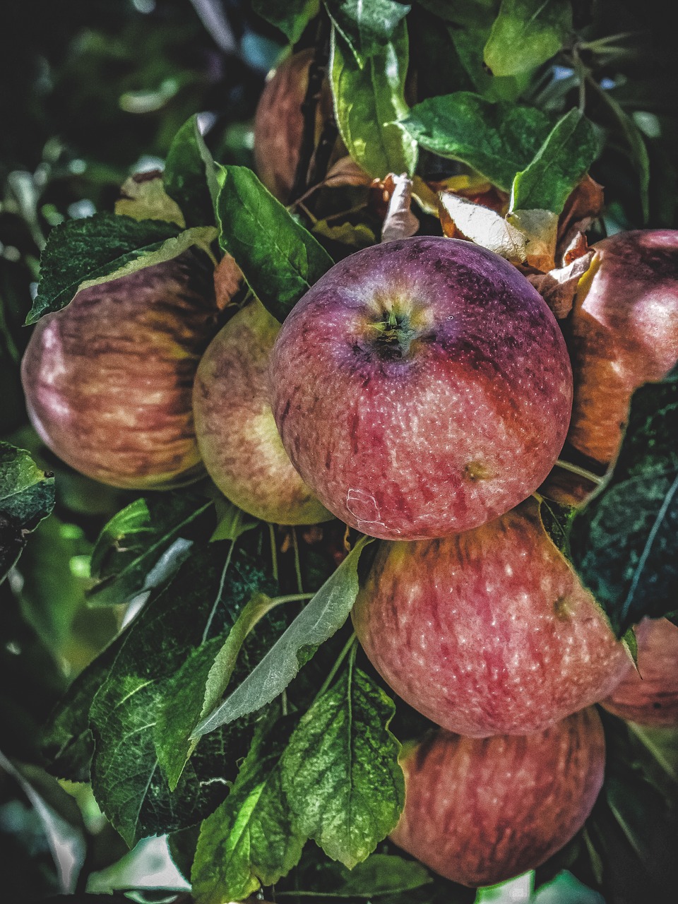 apples  fruit  red free photo