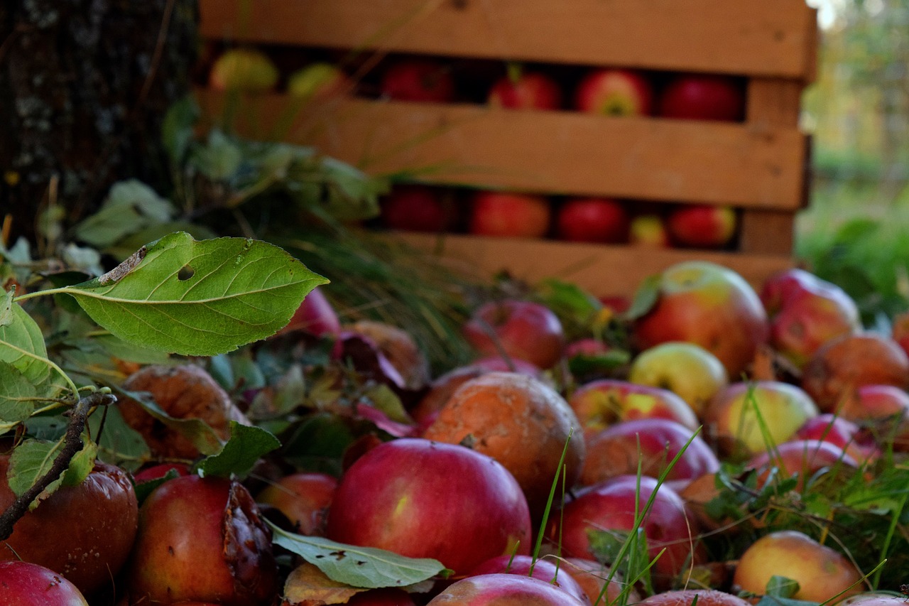 apples  box  tree free photo