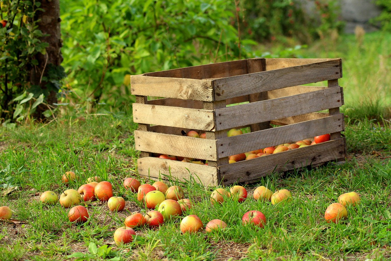 apples  fruit  a collection of free photo