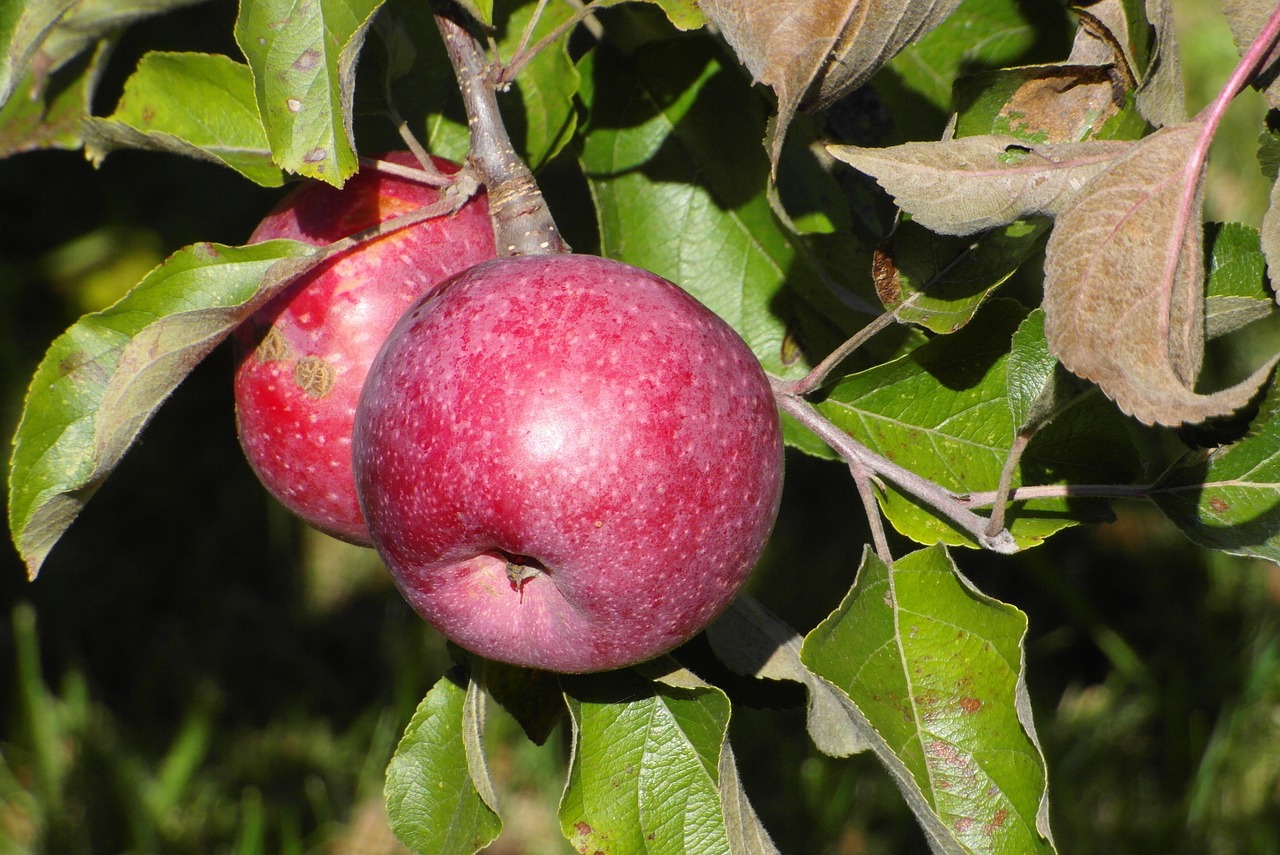 apples  apple  fruit free photo