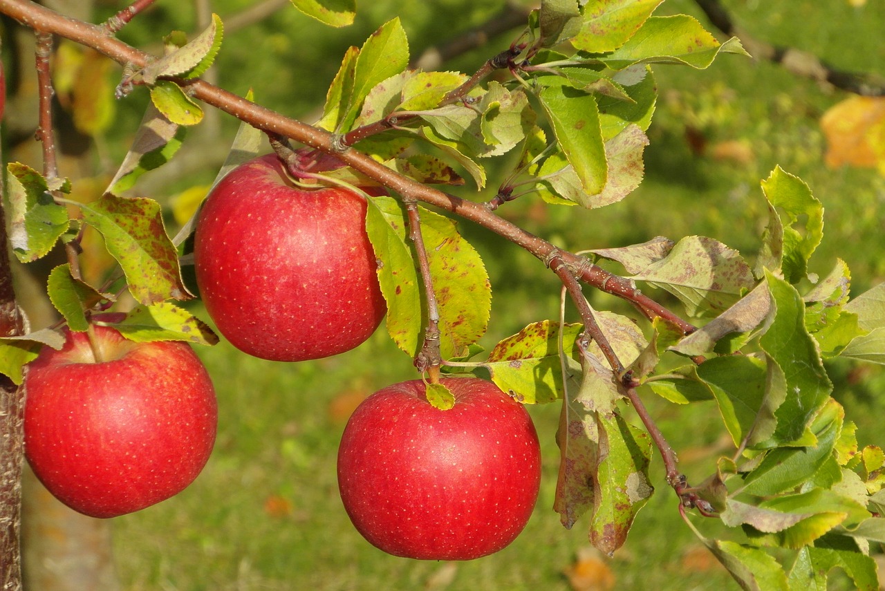 apples  red  mature free photo