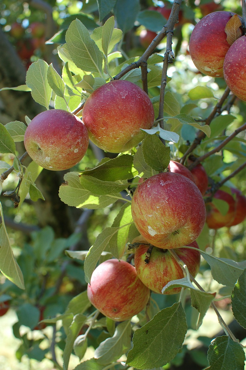 apples orchard tree free photo