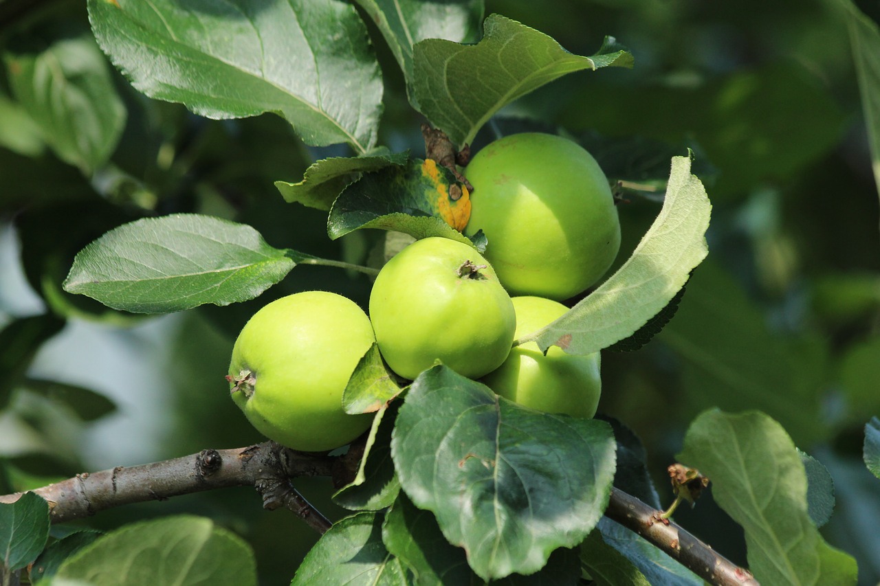 apples  branch  fruit free photo