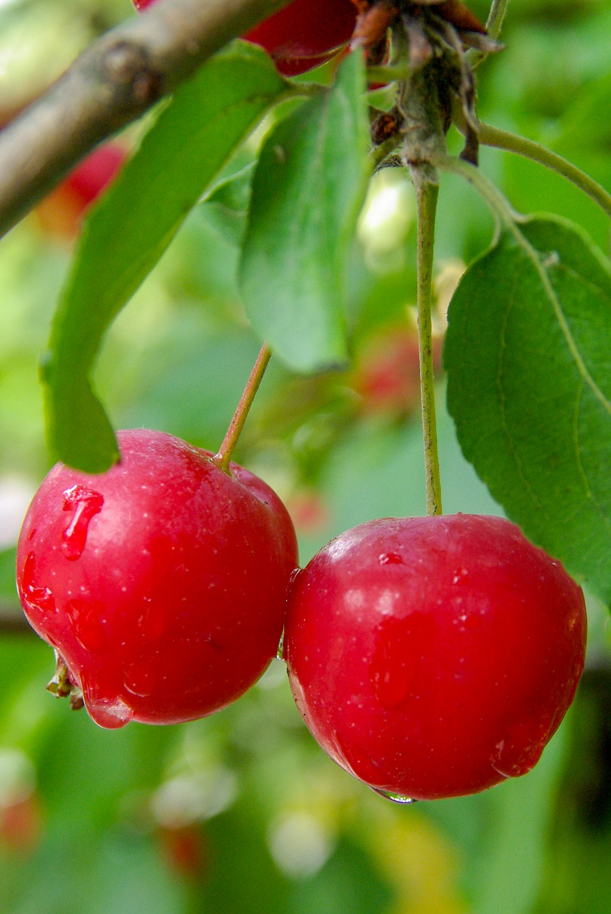 apples  rain  summer free photo