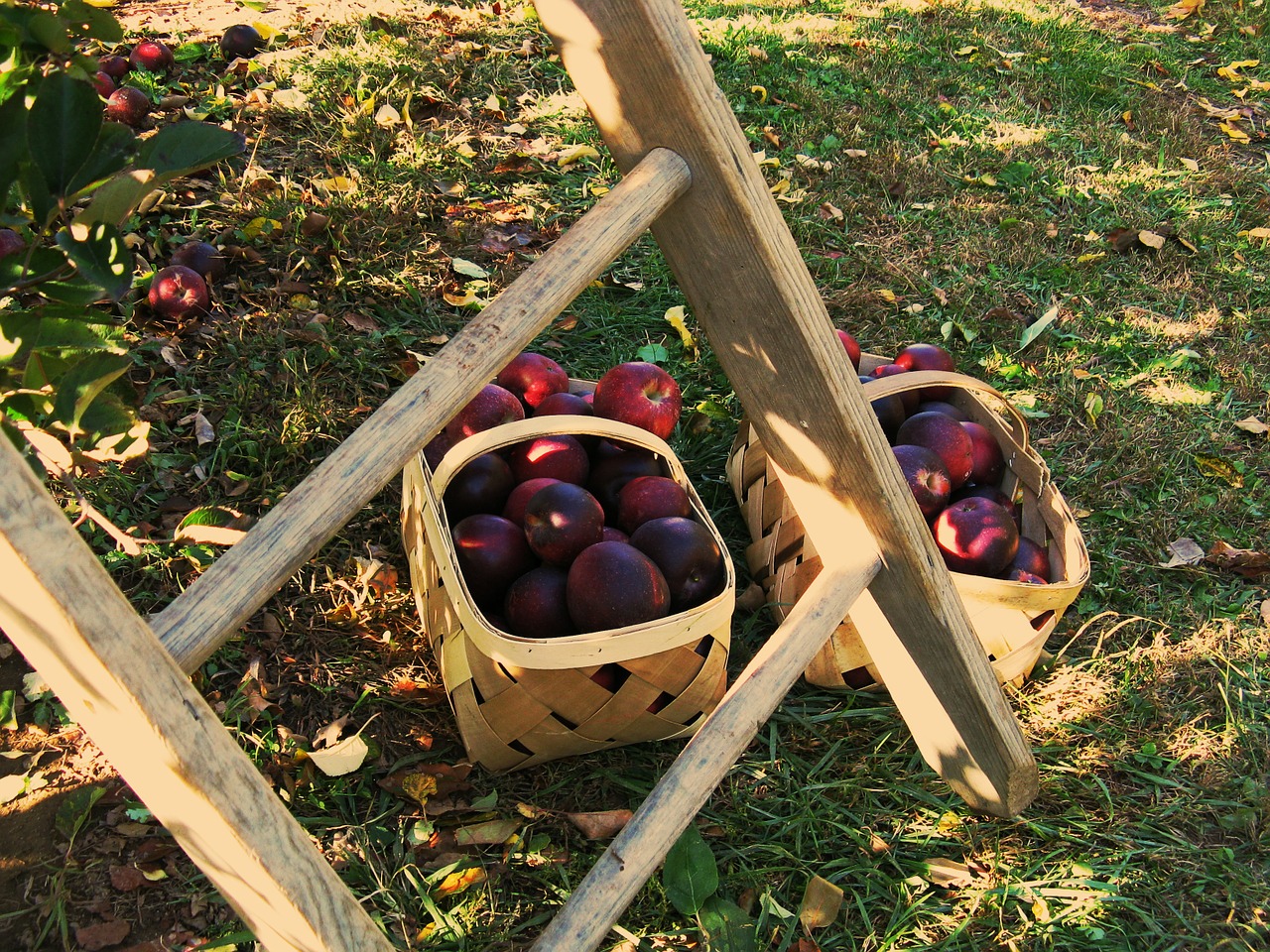 apples apple picking ladder free photo