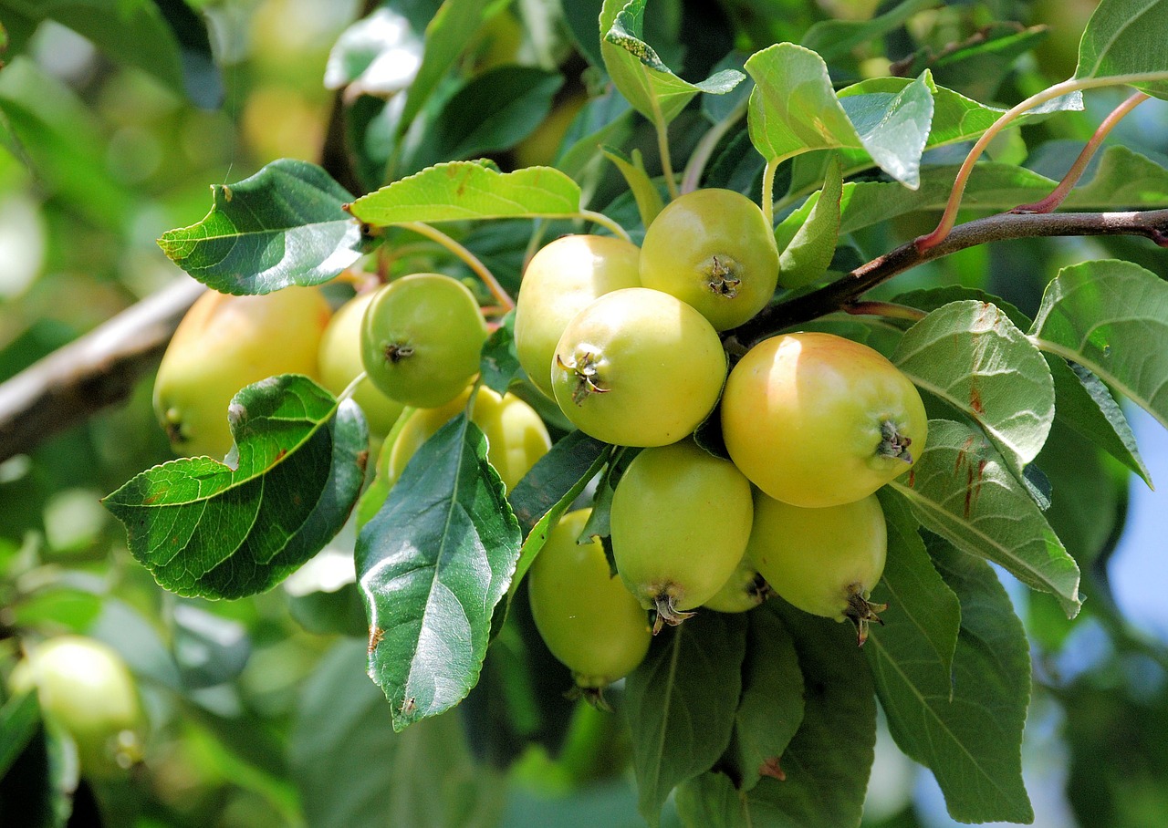 apples fruit fresh free photo