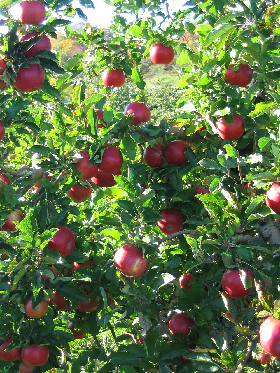 apples branch apple tree free photo