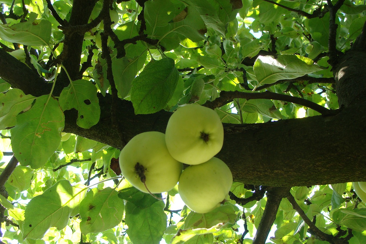 apples tree apple tree free photo