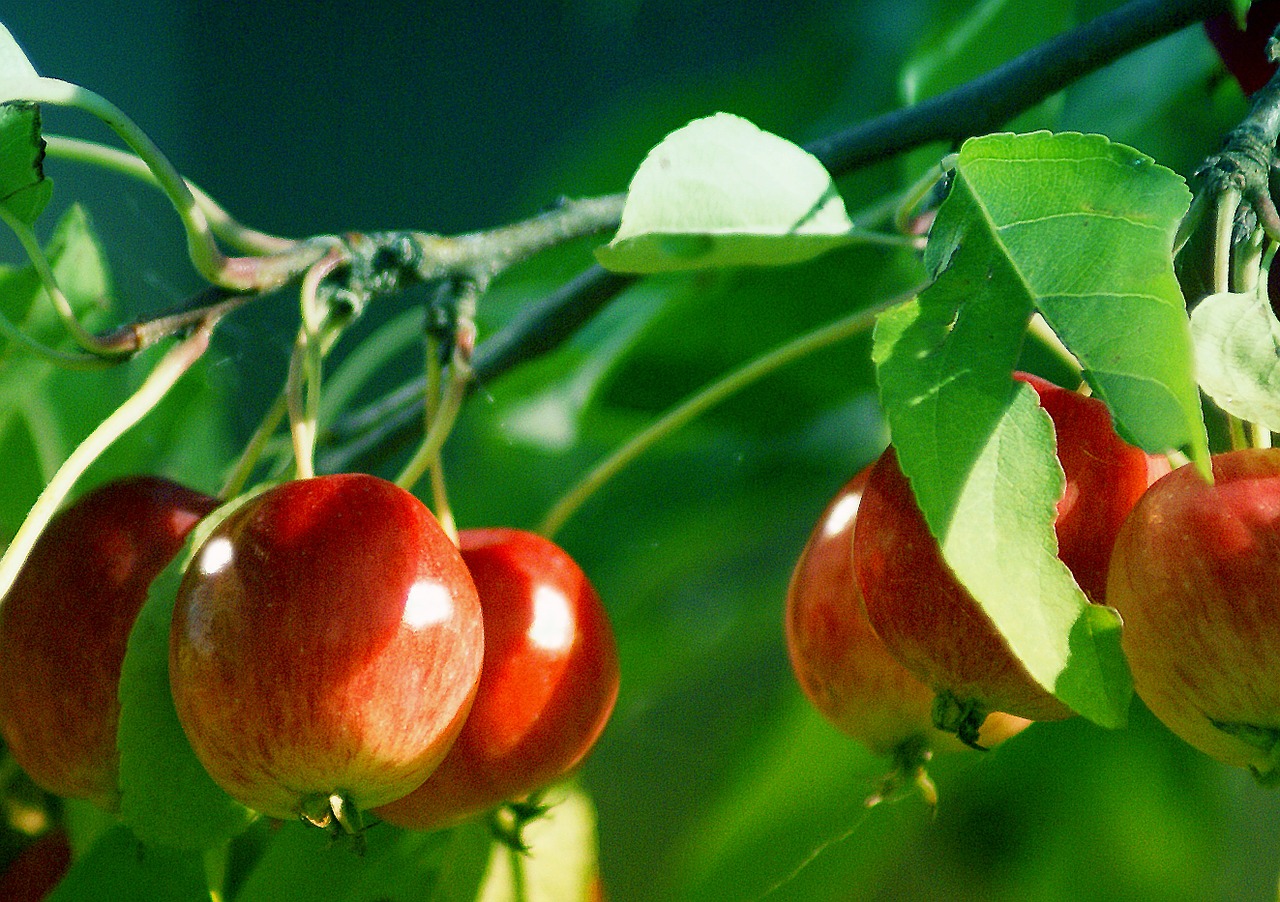 apples small small apples free photo