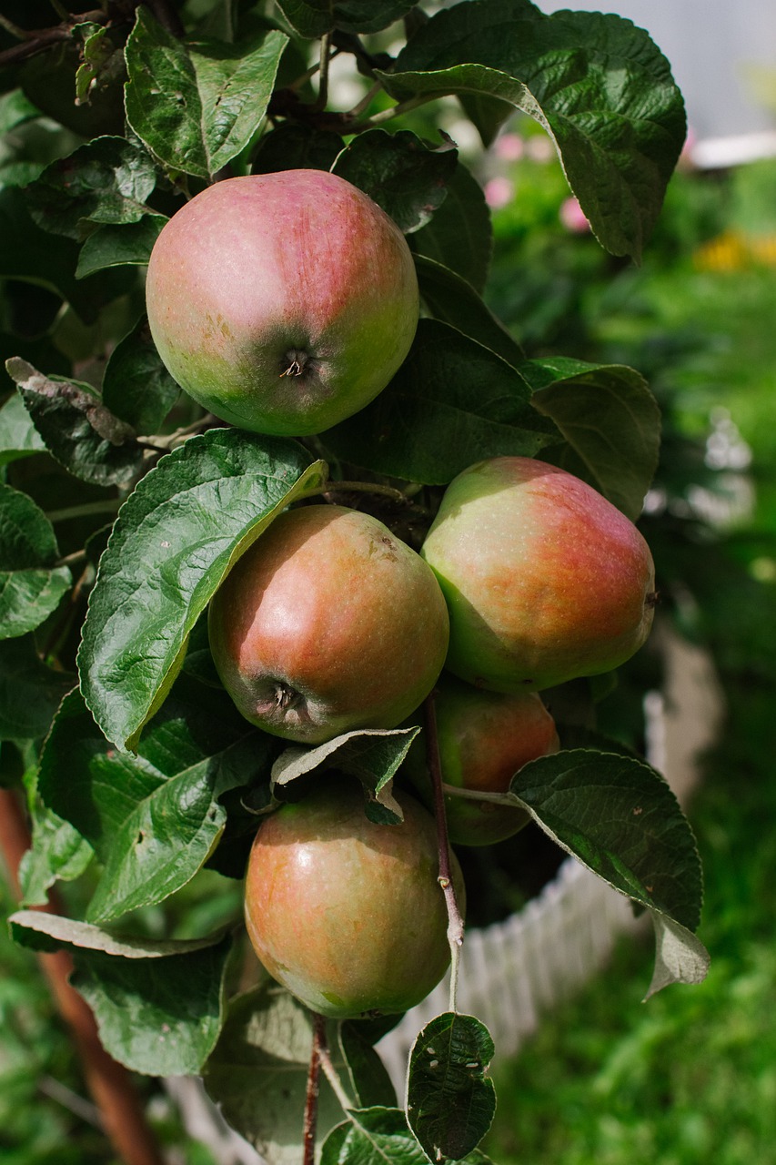 apples  apple tree  fruit free photo