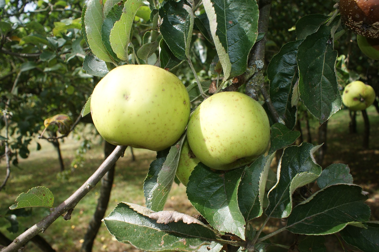 apples garden orchard free photo