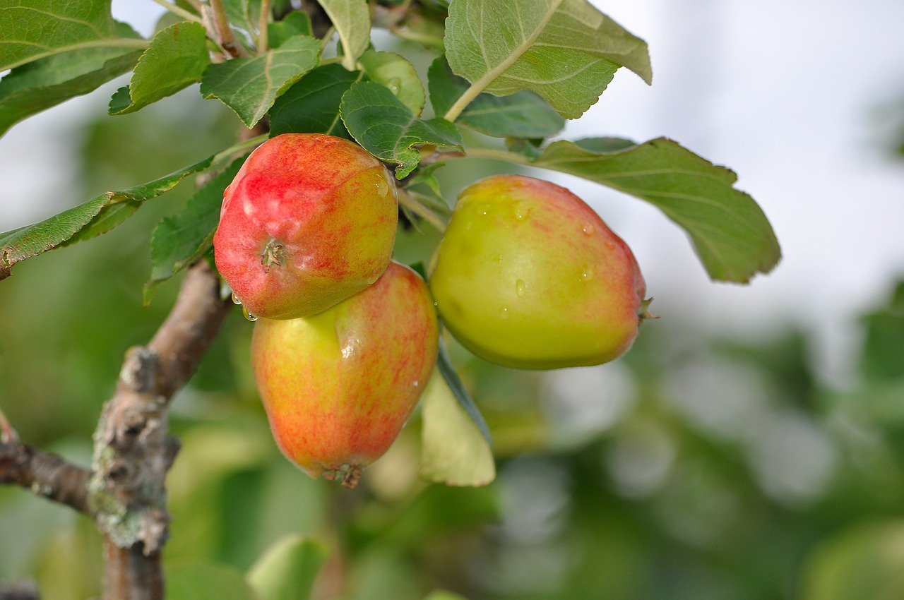 apples fruit food free photo