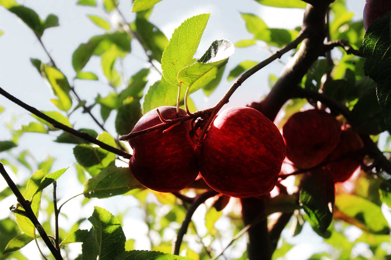 apples fruit tree free photo