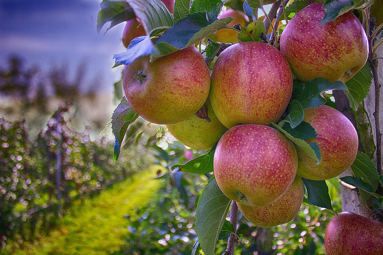 apples branch autumn free photo