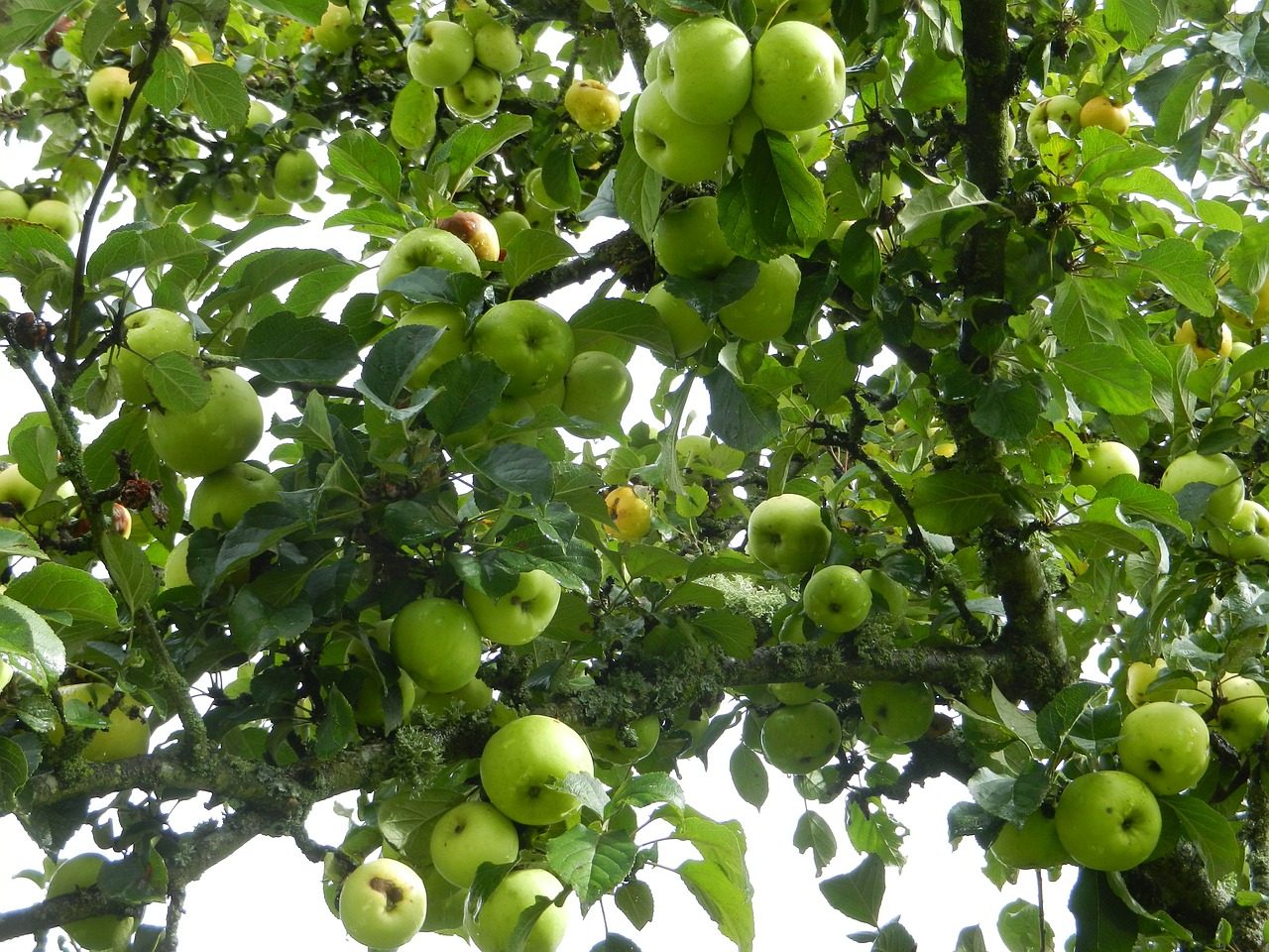 apples fruit tree free photo