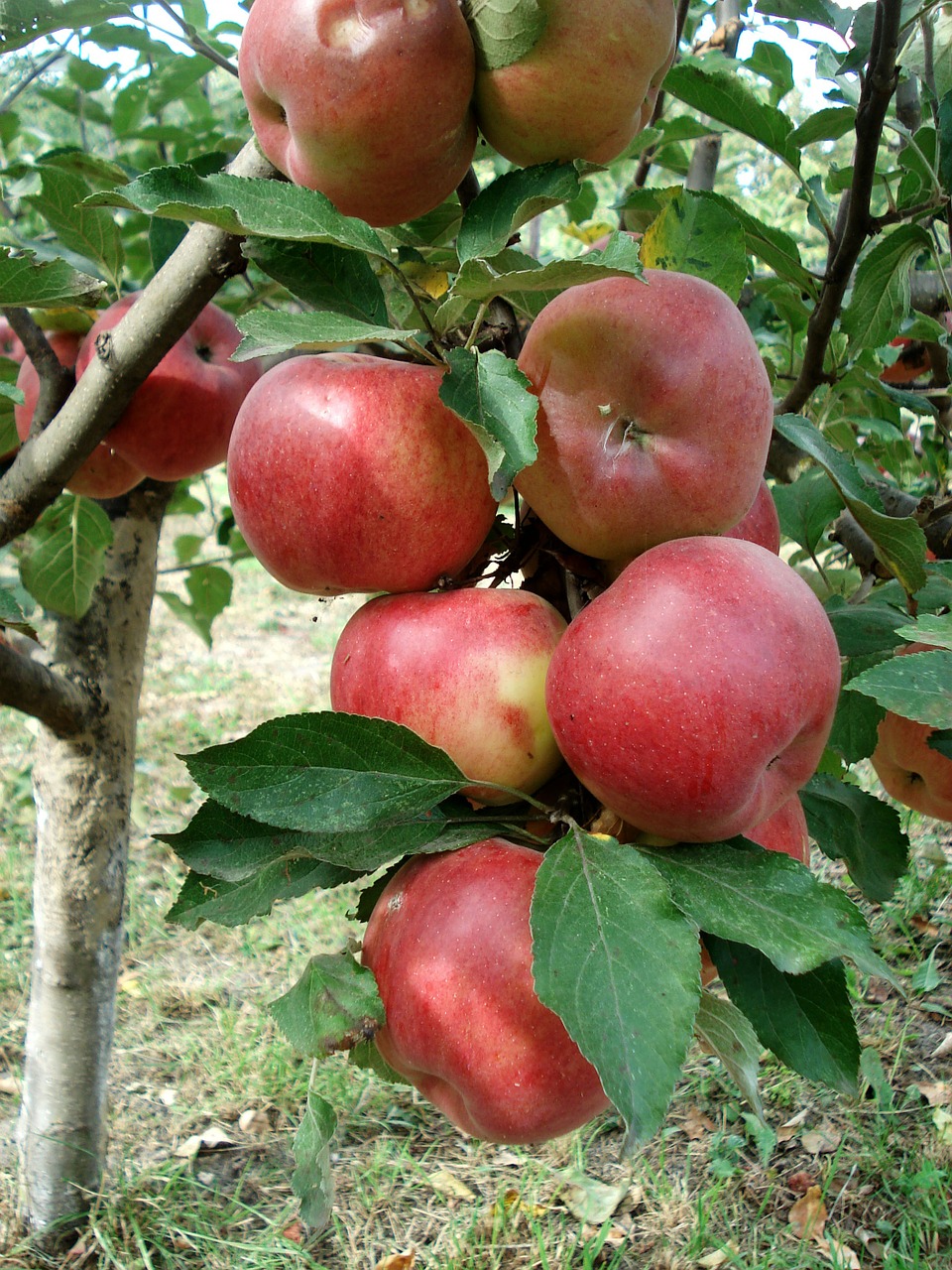 apples red apple tree free photo