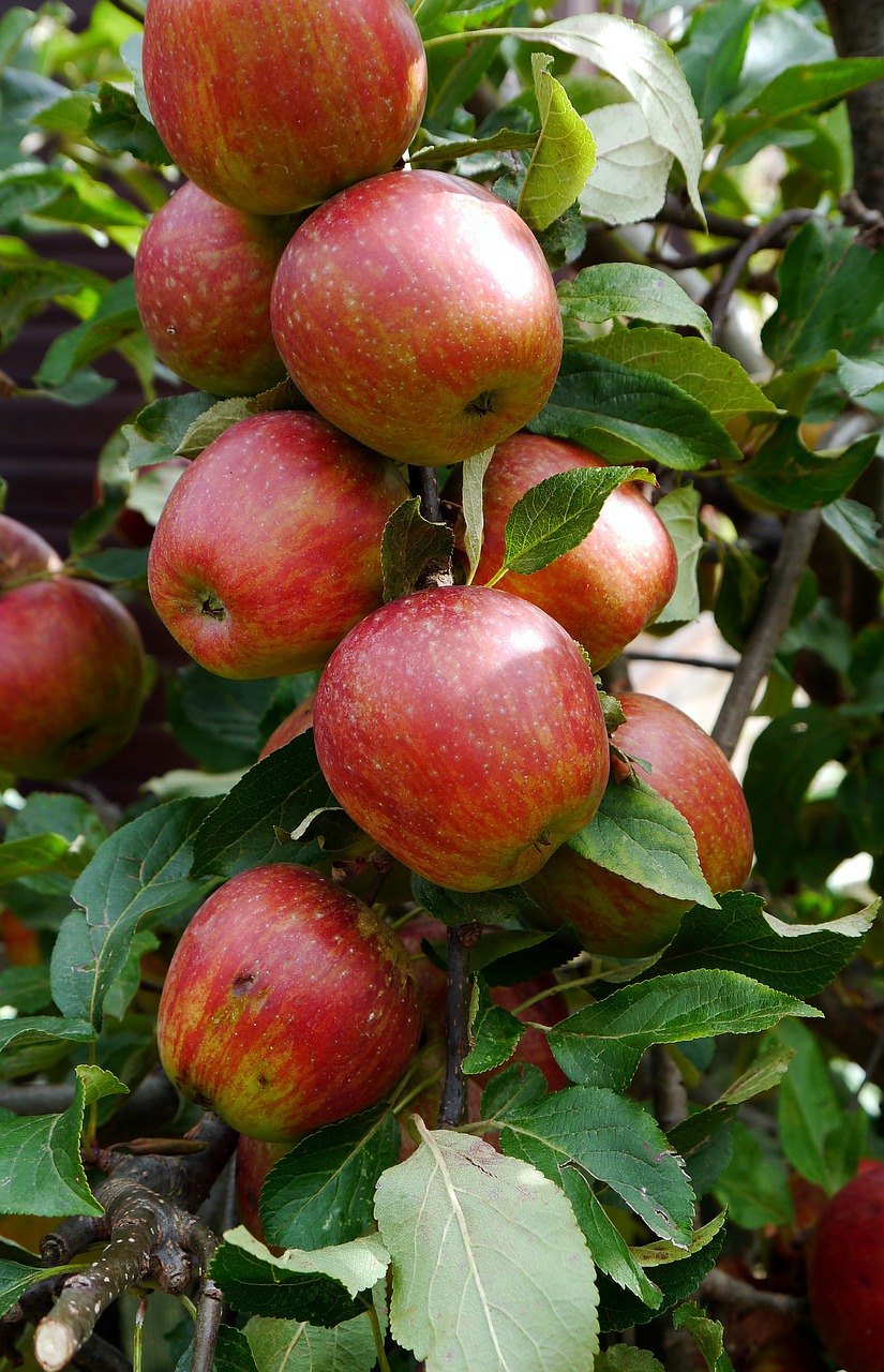 apples fruit apple tree free photo
