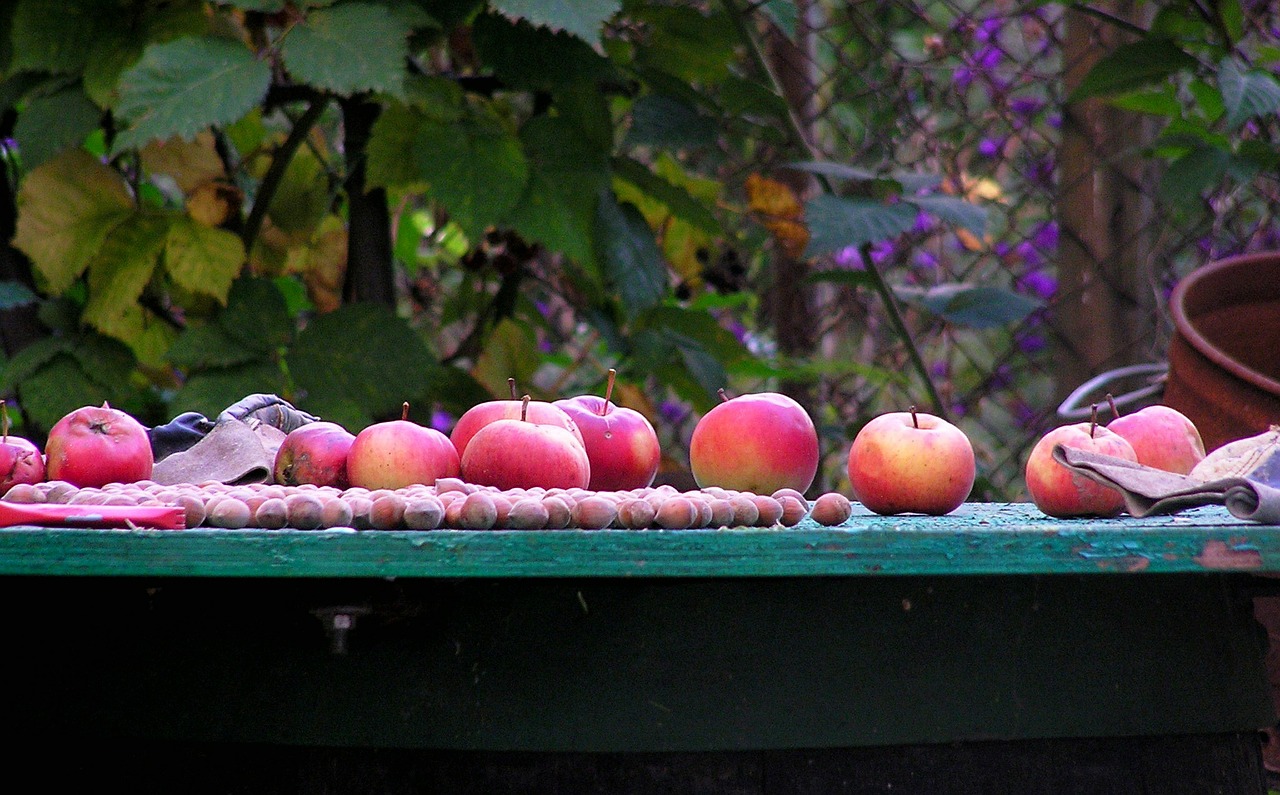 apples autumn fruit free photo