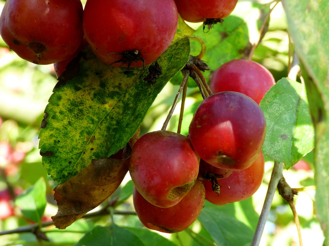 apples ornamental apples fruit free photo