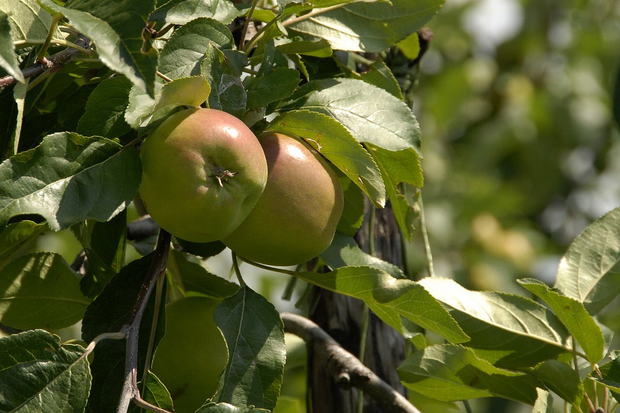 apples fruit fruits free photo