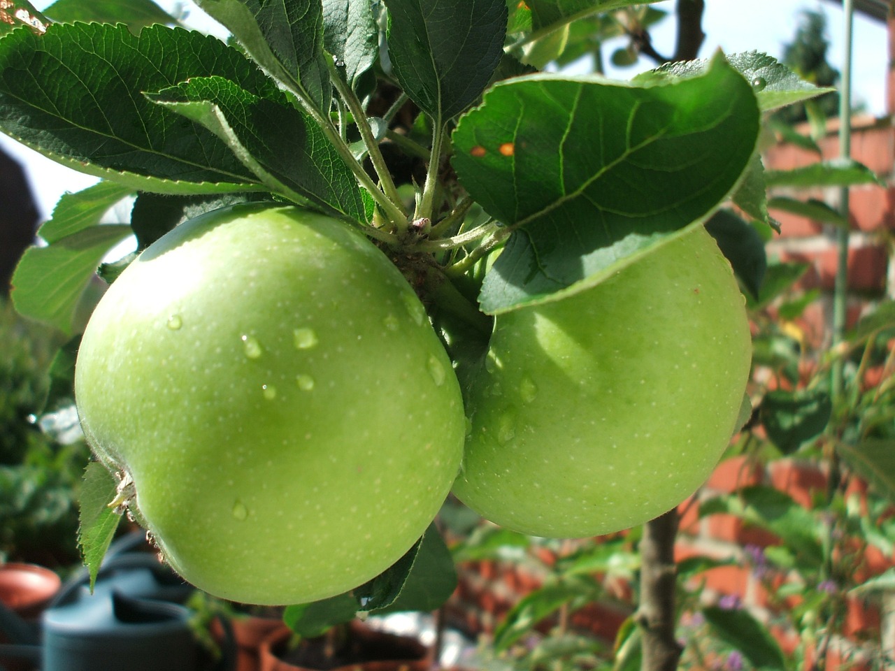 apples green growing free photo