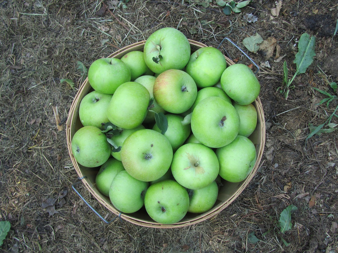 apples harvest autumn free photo