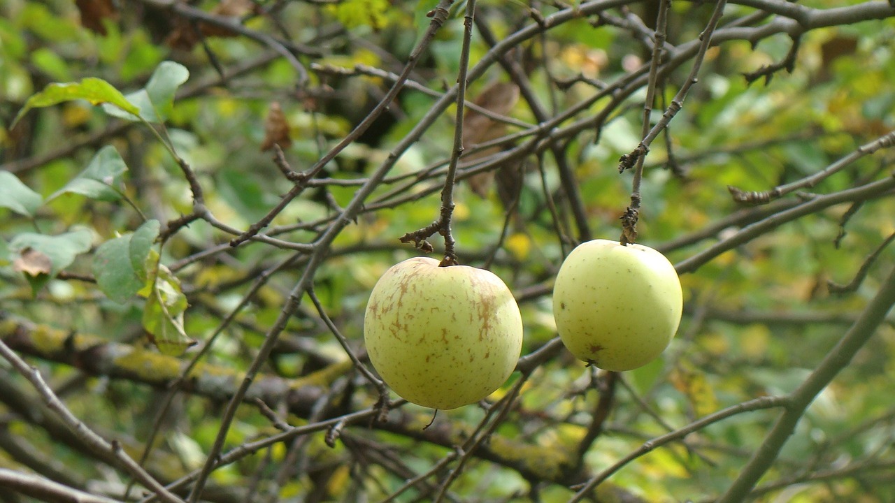 apples fruit nature free photo