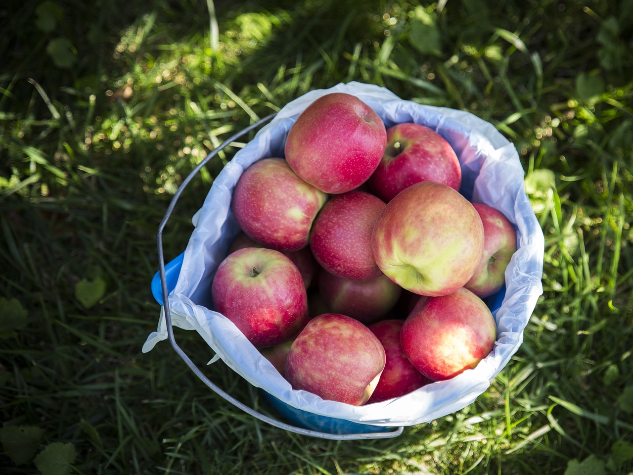 apples basket fruit free photo