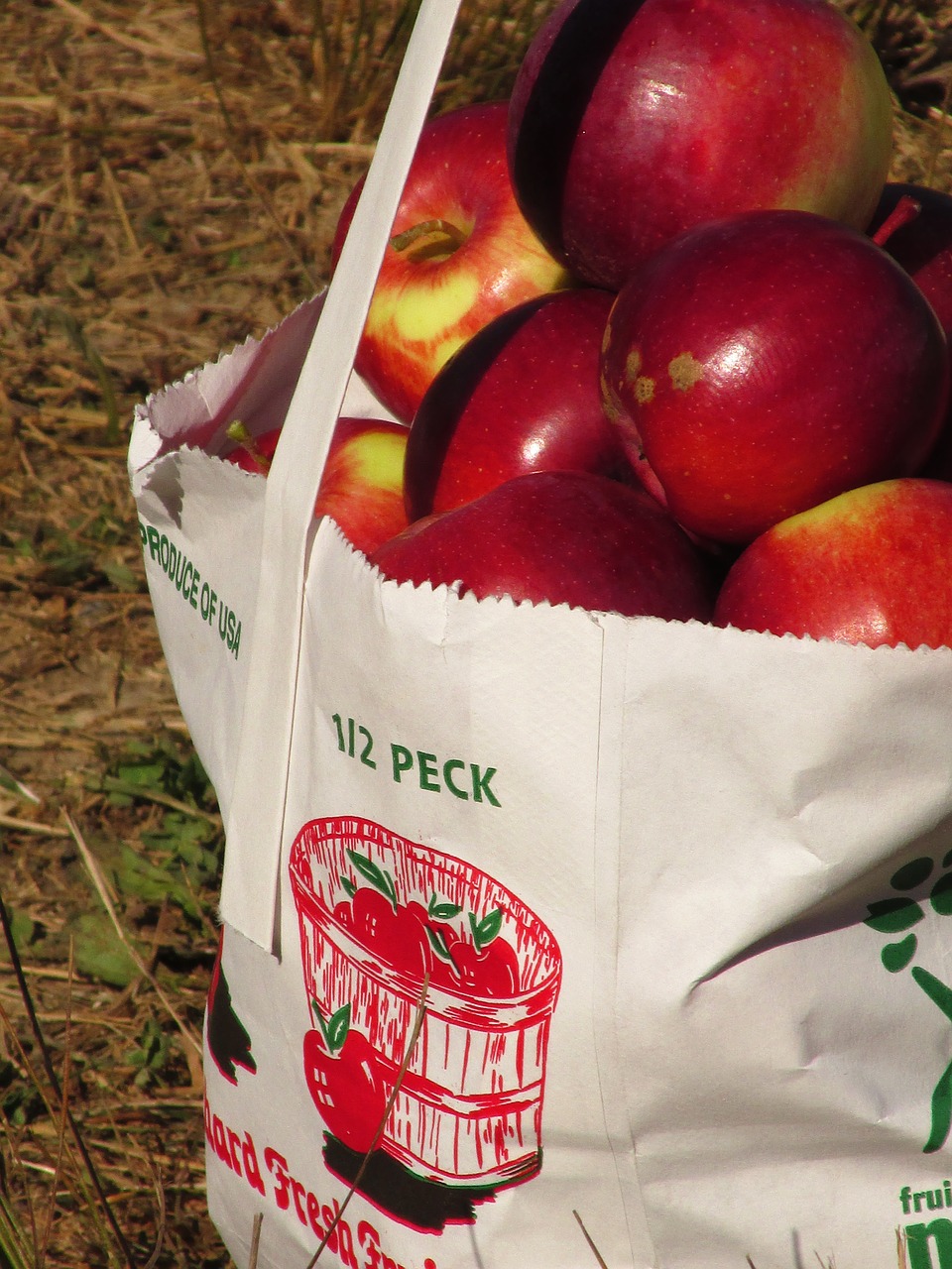 apples fruit food free photo