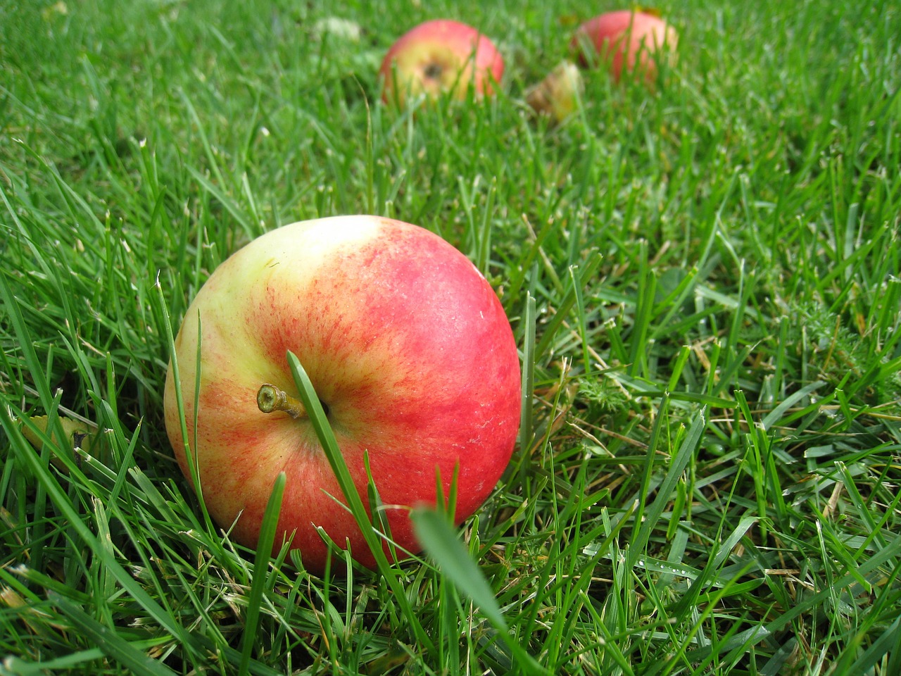 apples grass fall fruit free photo