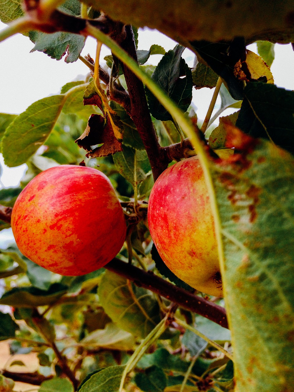 apples apple tree tree free photo