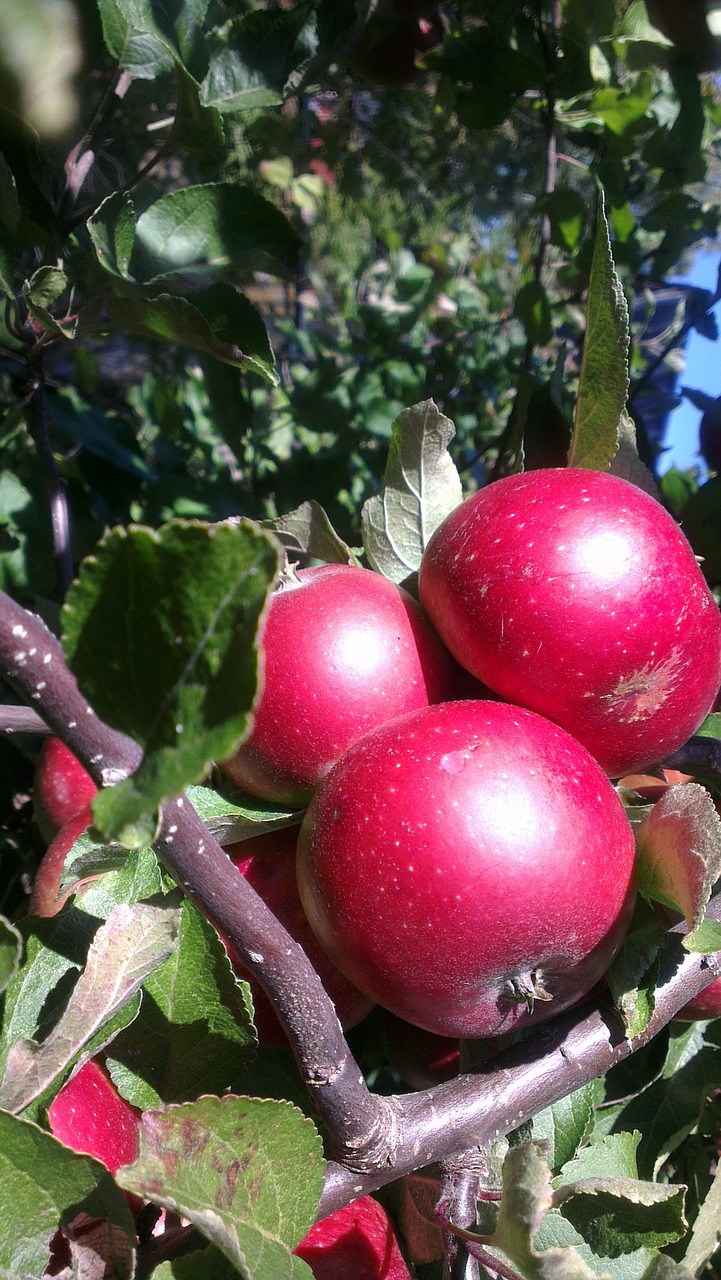 apples autumn tree free photo