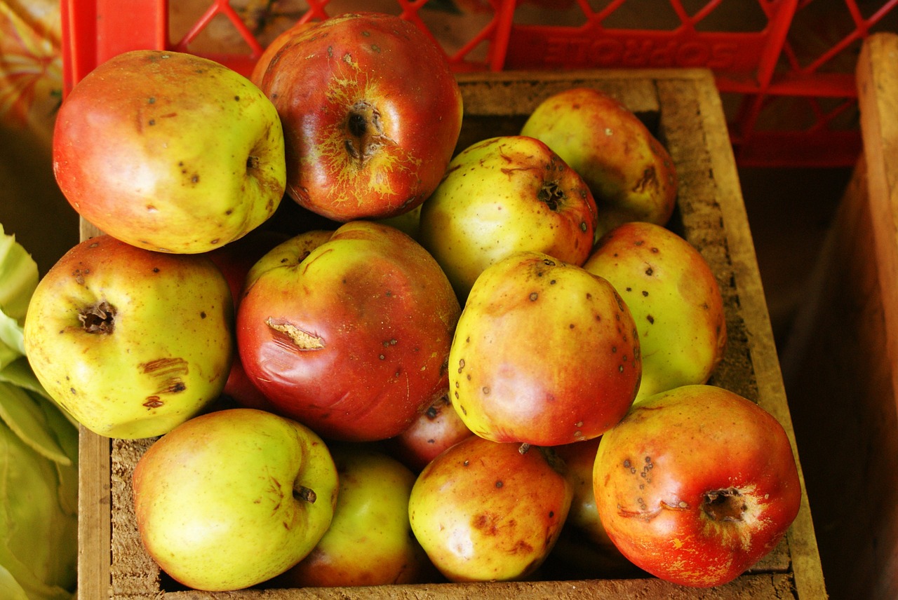 apples fruits food free photo