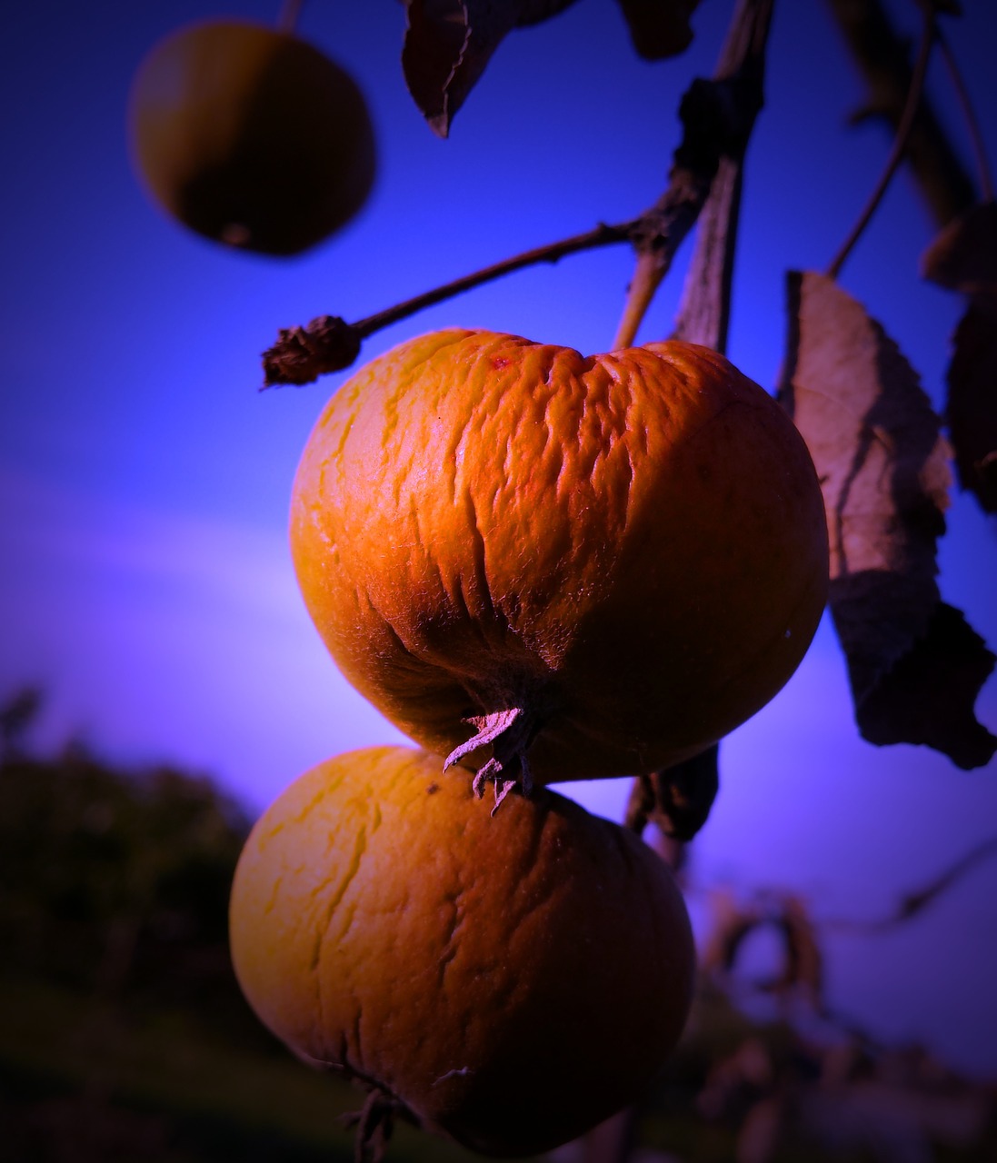 apples autumn fruit free photo