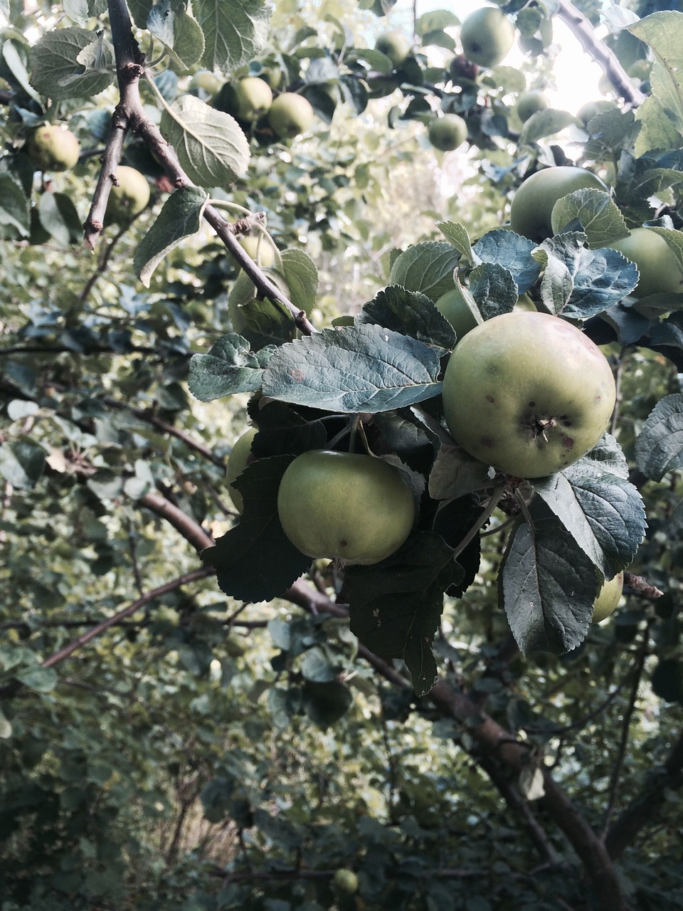 apples summer green free photo