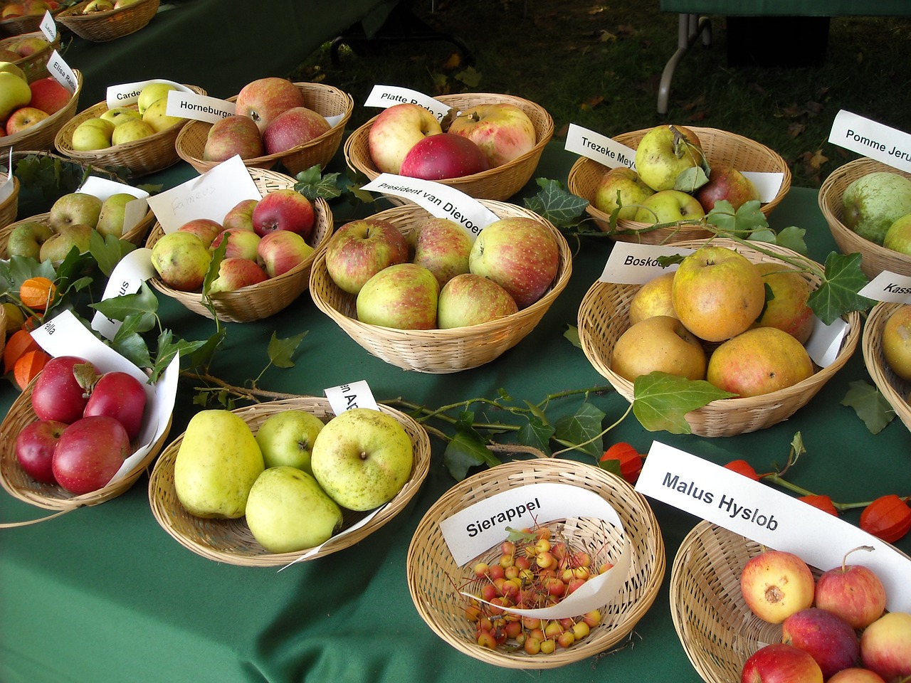 apples fruit fruits free photo