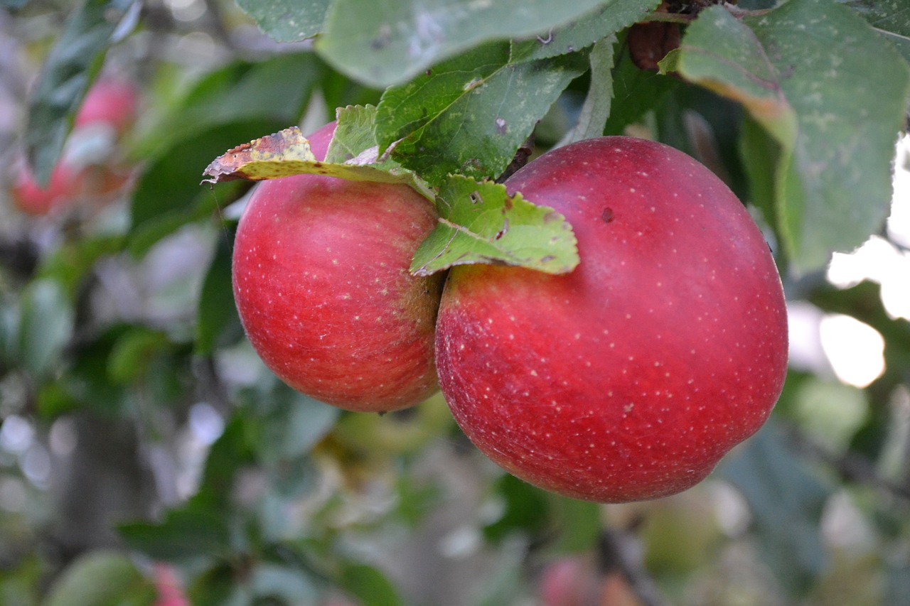 apples fruit fruits free photo