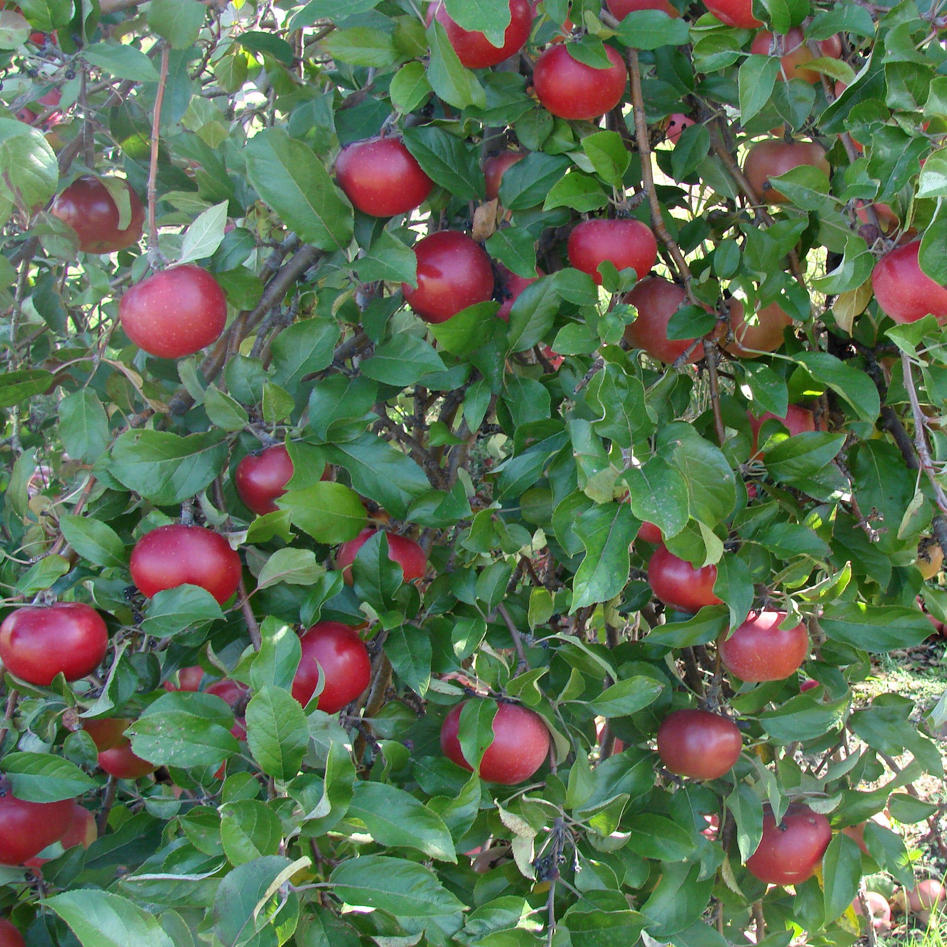 apple tree michigan red free photo